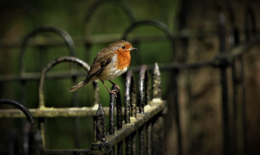 robin, bird, nature, looking, perched, songbird, outdoors, wild HD wallpaper