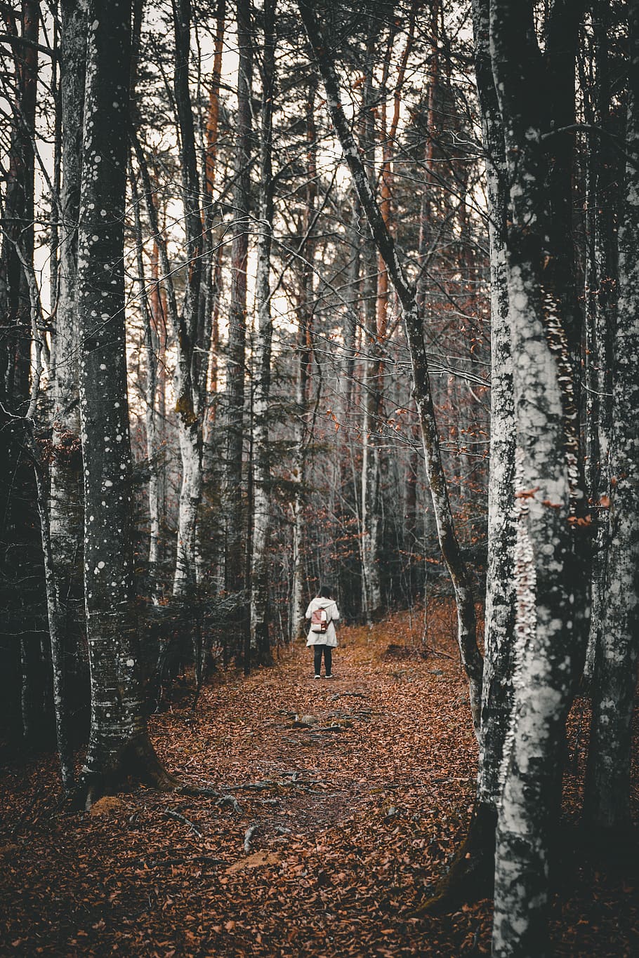 person surrounded by trees, forest, land, plant, real people HD wallpaper