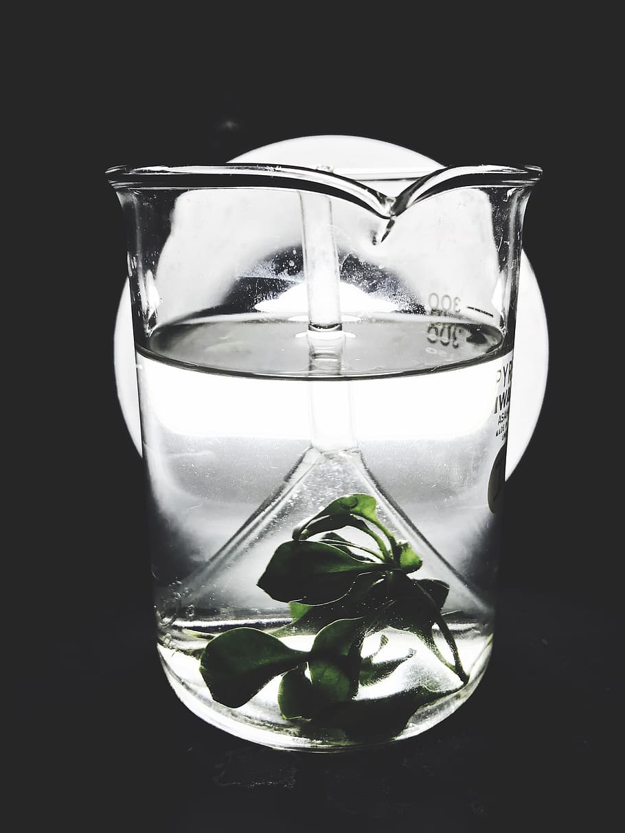 singapore, refreshment, food and drink, transparent, black background HD wallpaper