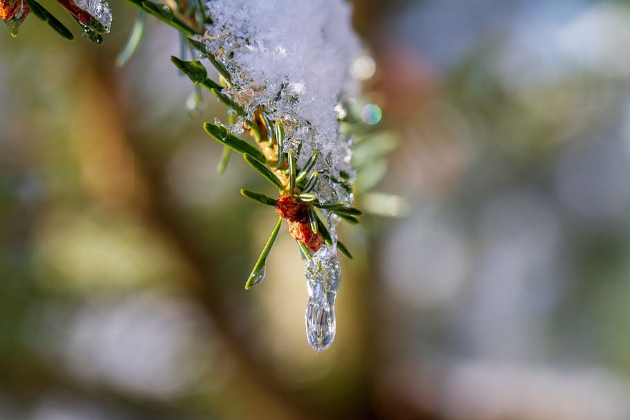 icicle, branch, winter, snow, cold, wintry, construction pole HD wallpaper