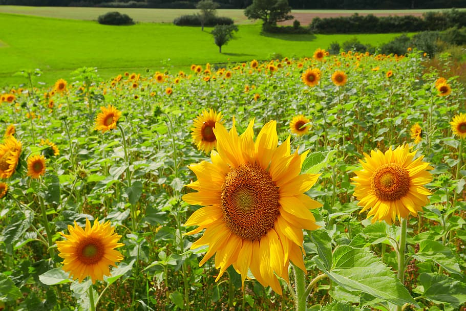 nature, flowers, flowering plant, yellow, flower head, fragility HD wallpaper