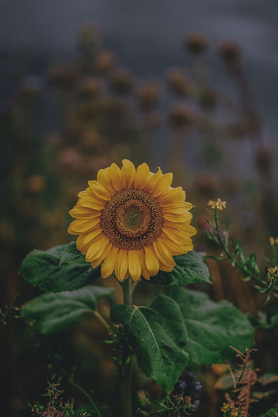 Download Rising Sun Over Sunflowers Iphone Wallpaper  Wallpaperscom