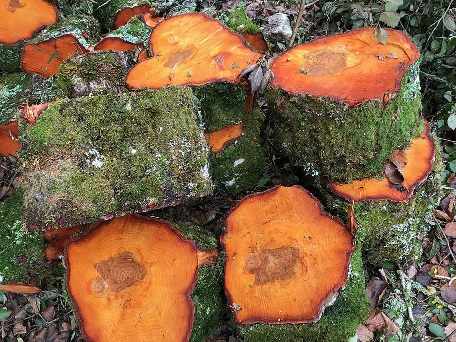 trees, logs, colorful, lumber, orange, green, national park HD wallpaper