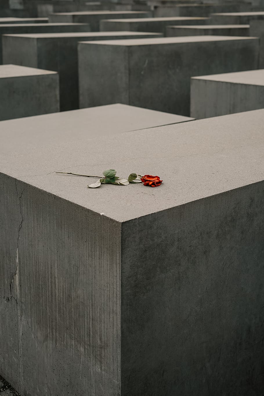 red rose on gray concrete, no people, food, food and drink, day HD wallpaper