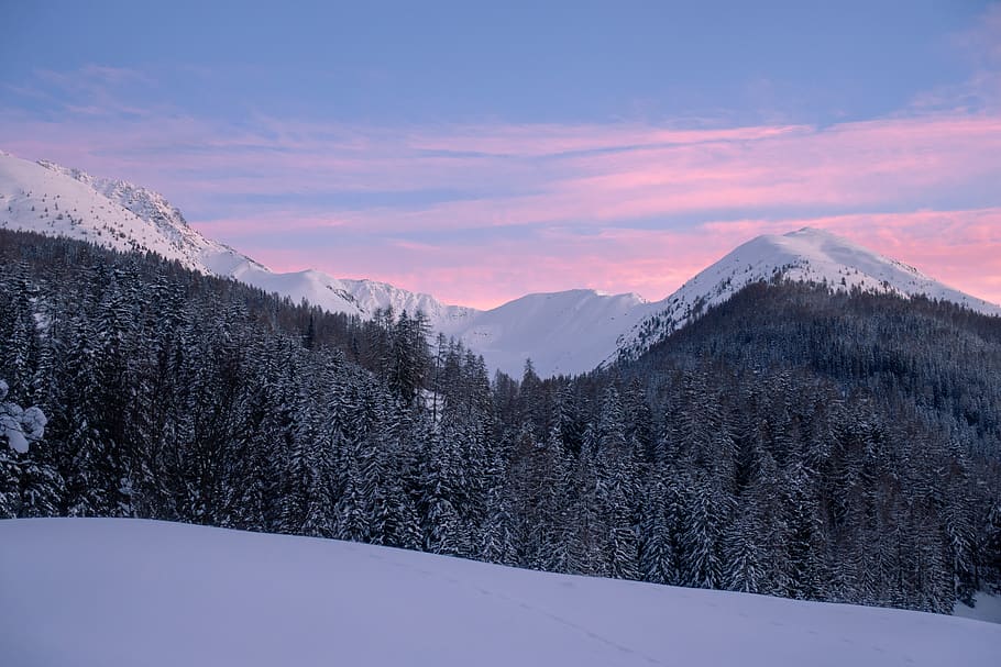 trees and mountain, plant, fir, abies, davos, schweiz, snow, nature HD wallpaper