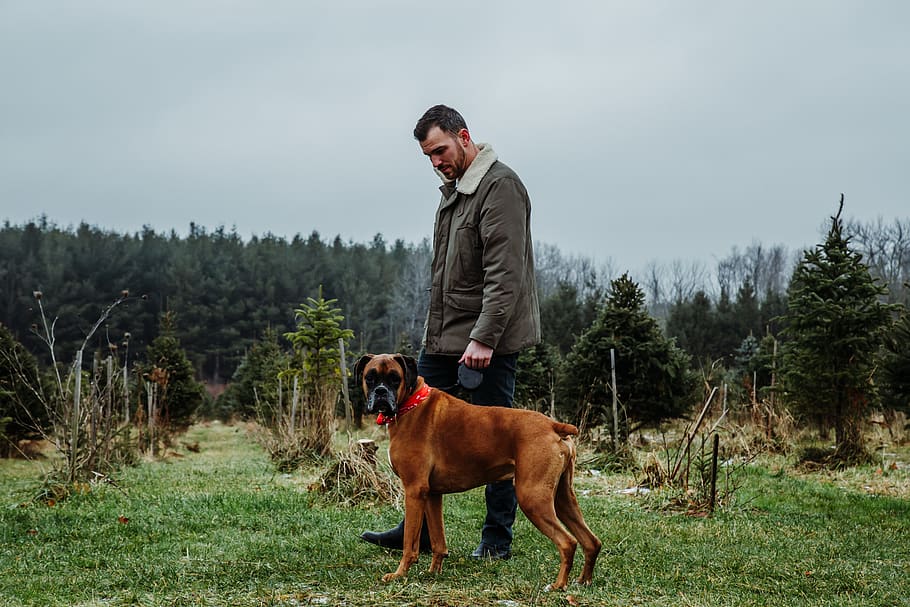 man beside tan dog, animal themes, domestic, domestic animals HD wallpaper