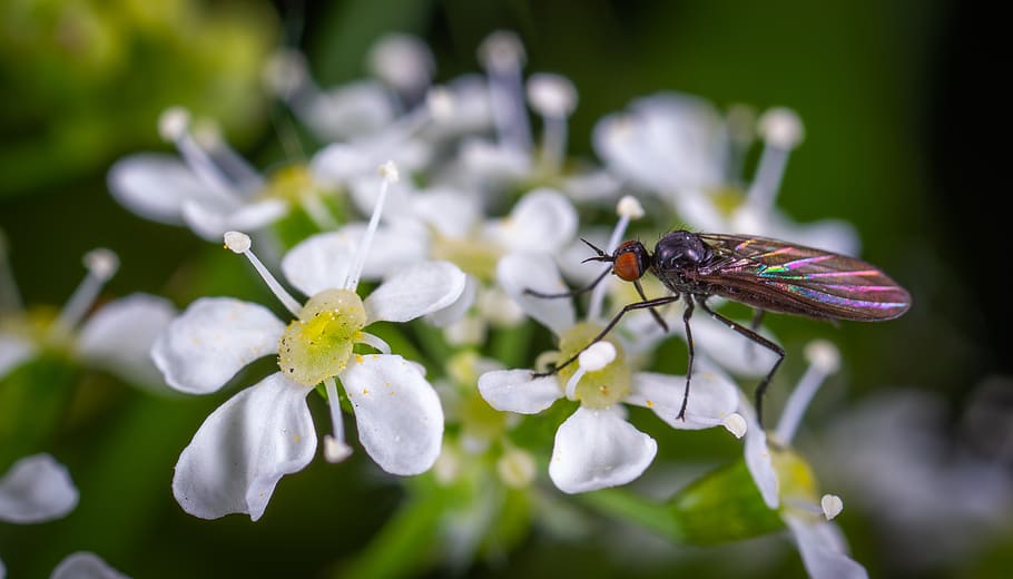 macro, insect, flower, invertebrate, flowering plant, animal wildlife HD wallpaper
