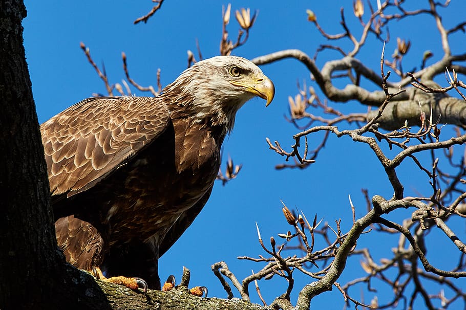 american eagle, beak, feather, juvenile, bald eagle, tree, animals in the wild HD wallpaper