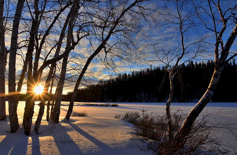 Bare Trees, branch, cold, dawn, evening, forest, zing, frost HD wallpaper