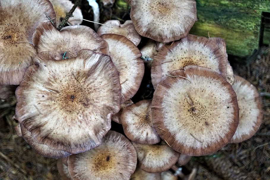 mushroom, round, nature, forest, eat, food, vegetable, food and drink HD wallpaper