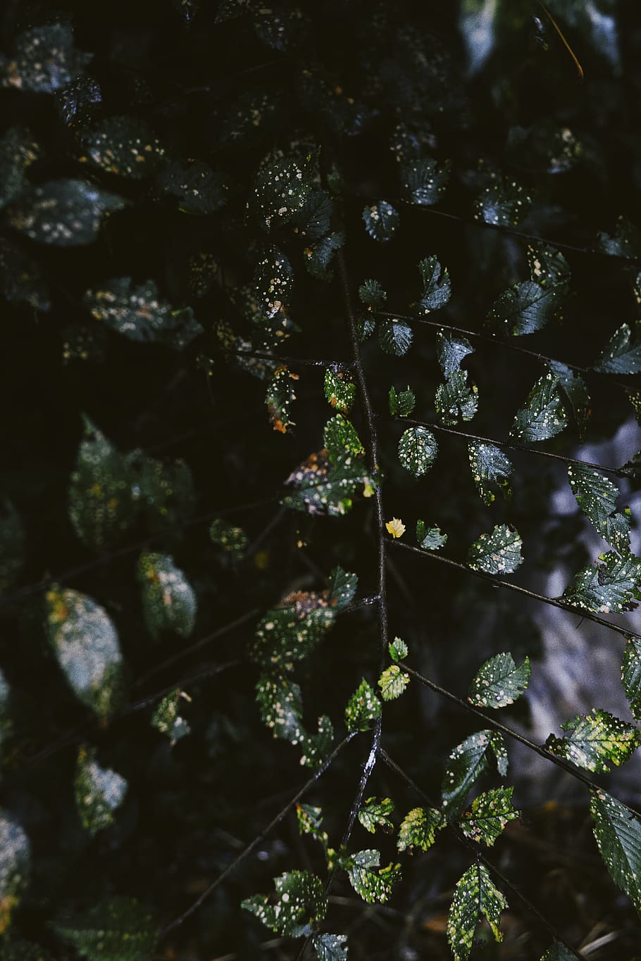 background, wallpaper, nature, landscape, water, flowers, vsco HD wallpaper