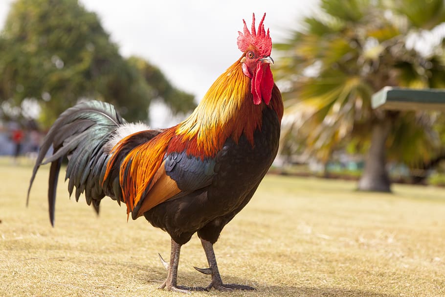 bird, animal, rooster, livestock, animal themes, chicken - bird HD wallpaper