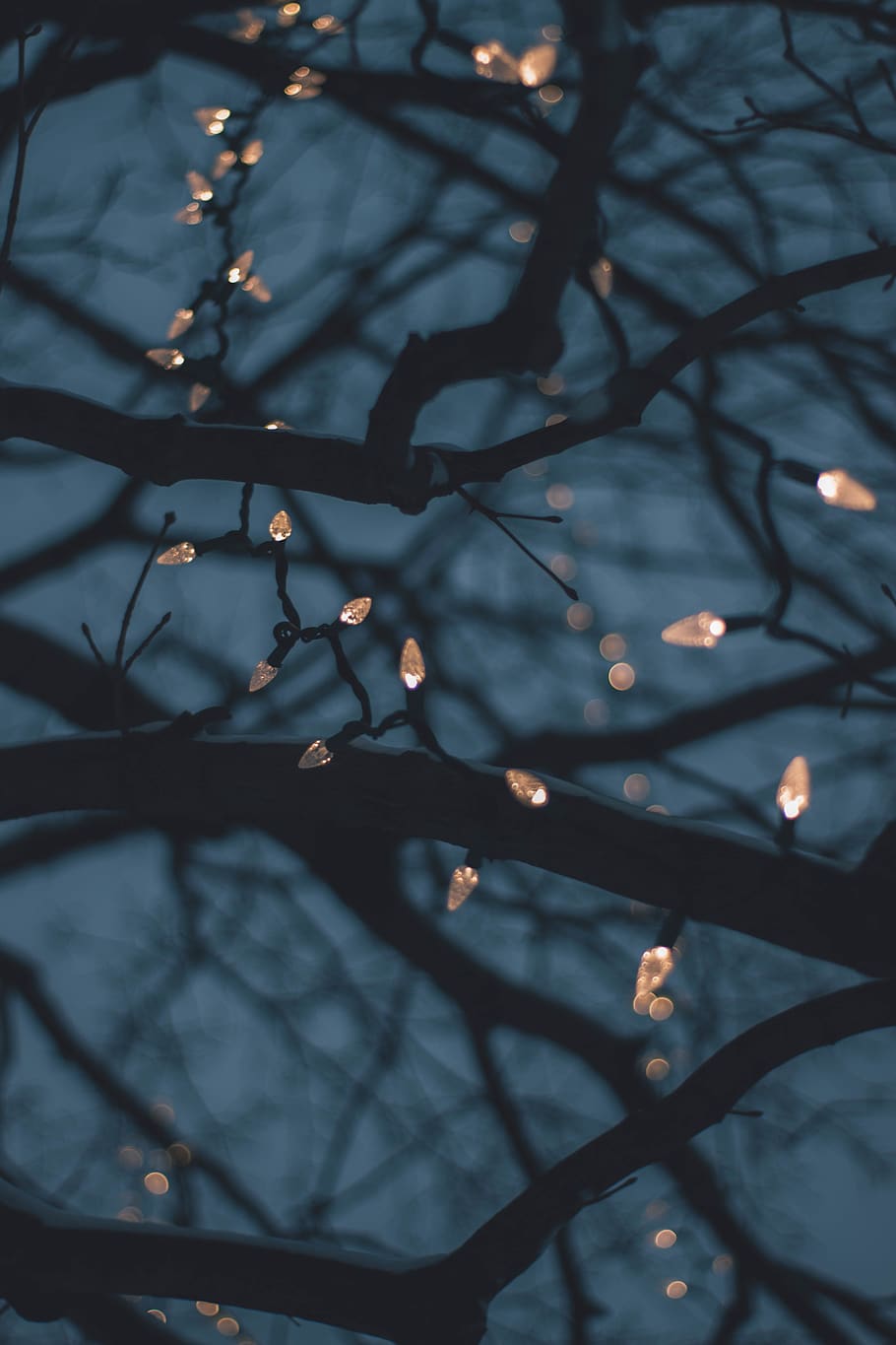 string lights on tree, plant, branch, no people, illuminated HD wallpaper