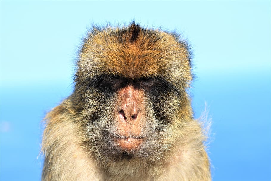 monkey, portrait, grim, gibraltar, animal world, rock, one animal HD wallpaper