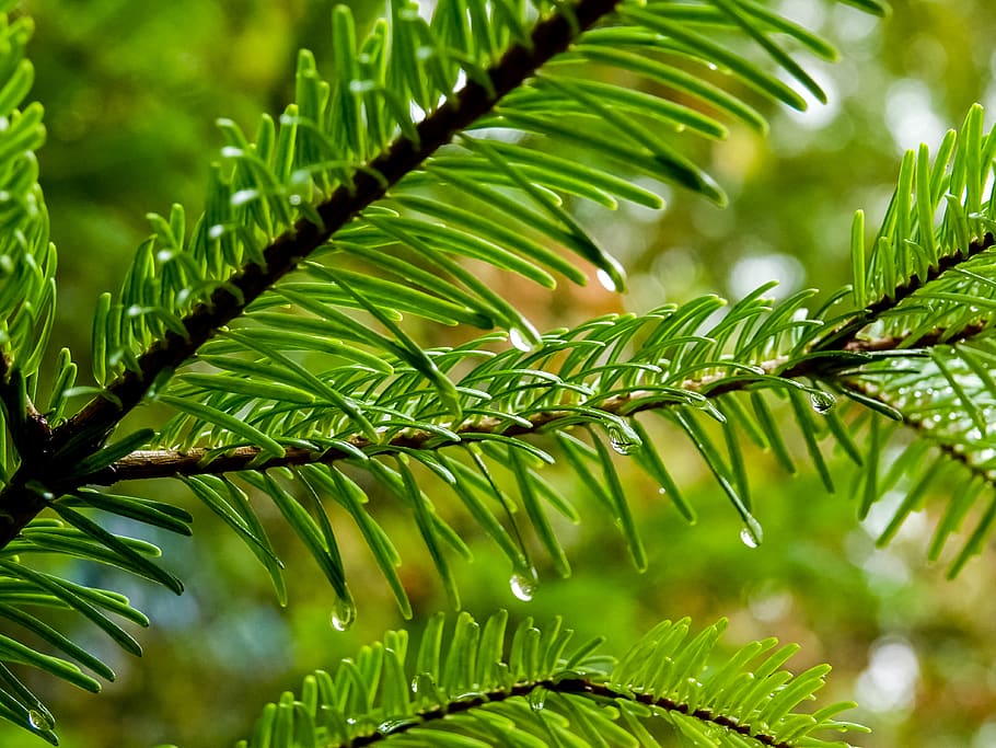 green, water, drops, rain, spruce, fir, plant, green color HD wallpaper