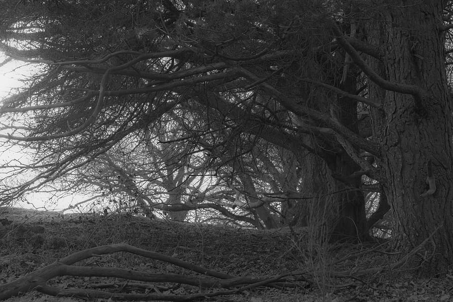 danmark, odense, woods, mysterious, trees, autumn, winter, dark HD wallpaper