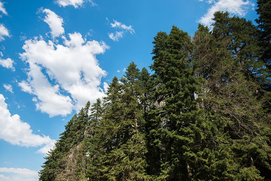 forest, sky, trees, sun, nature, landscape, clouds, woods, wilderness HD wallpaper