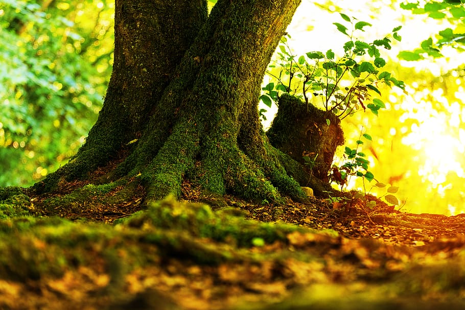 log, tree, tribe, moss, forest, nature, sun, sunbeam, light HD wallpaper