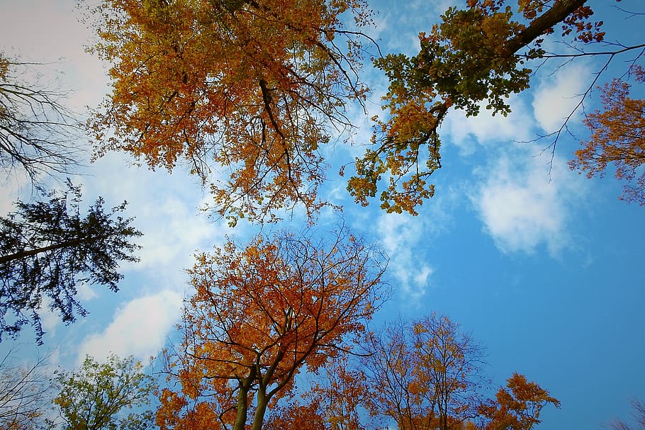 tree, sky, landscape, clouds, plant, beauty in nature, autumn HD wallpaper