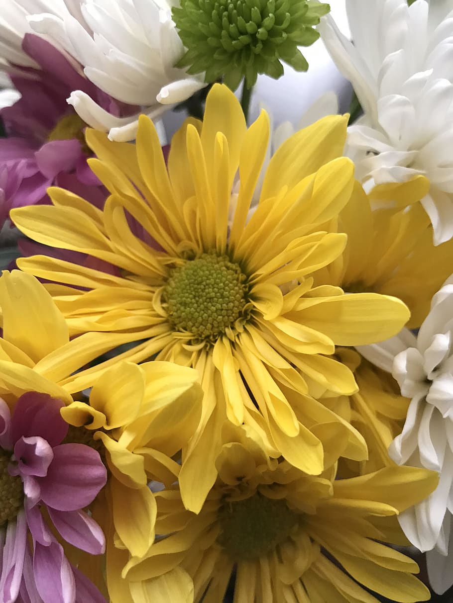 flowers, flowering plant, vulnerability, fragility, freshness HD wallpaper