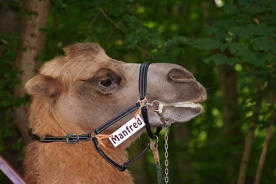 zoo, camel, head, close up, animal themes, mammal, one animal HD wallpaper