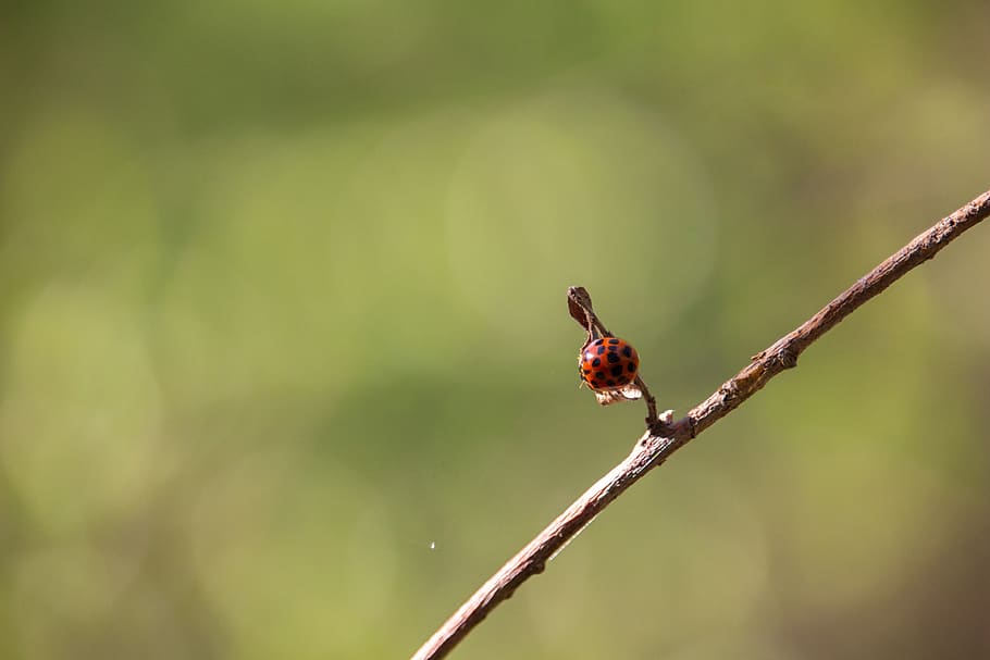 ladybug, insect, nature, animal wildlife, animals in the wild HD wallpaper