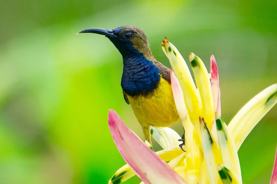 Yellow Blue and Brown Bird on the Top of Yellow Petaled Flower Photography, HD wallpaper