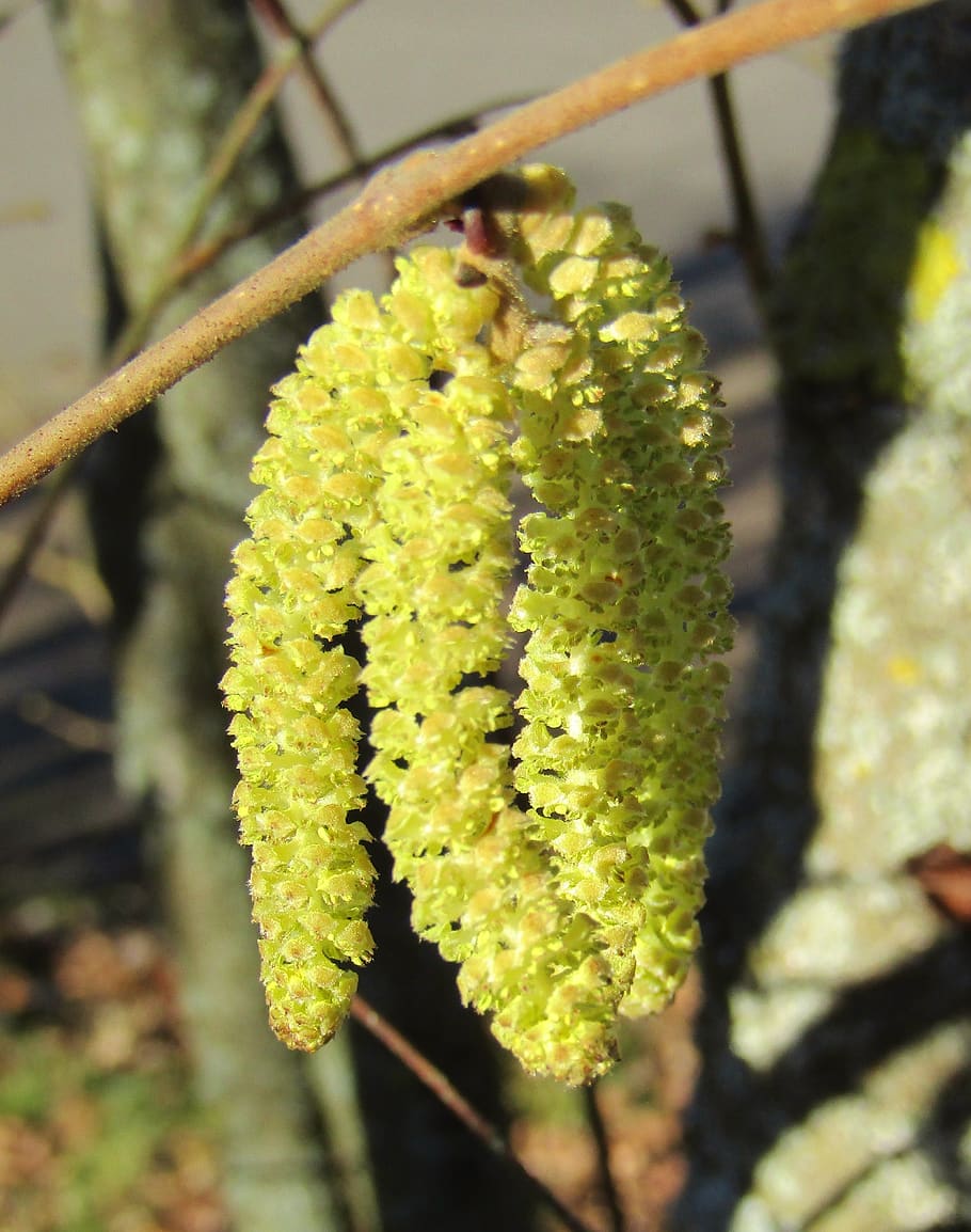 hazel flowers, hazel bloom, spring, bush, branch, yellow, frühlingsanfang HD wallpaper