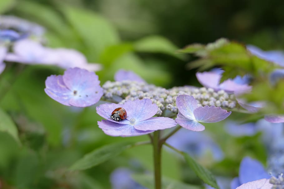 hydrangea, blue, blue hydrangea, summer garden, blossom, bloom HD wallpaper