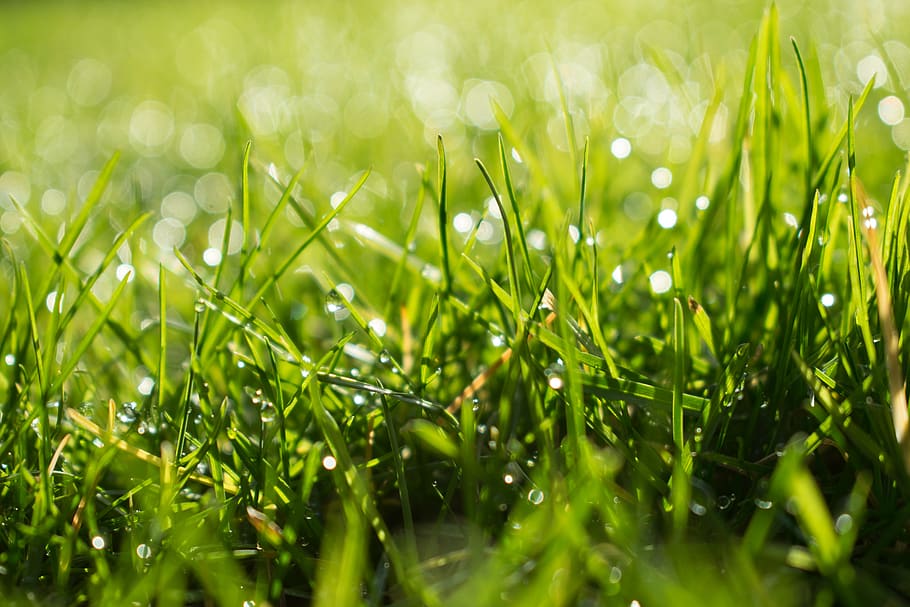 belgium, oudenaarde, eine, plant, green color, selective focus HD wallpaper