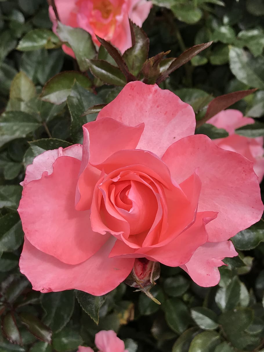 peach pink rose, balboa park, san diego, flower, flowering plant, HD wallpaper