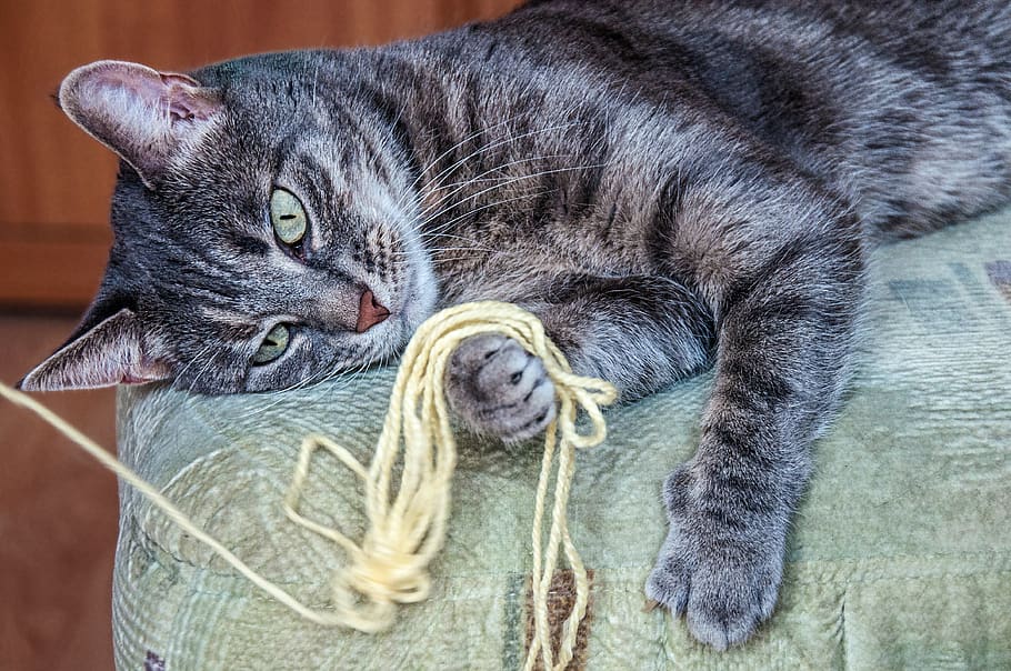 cat, pet, animal, playful, cute, mammal, domestic cat, animal themes HD wallpaper