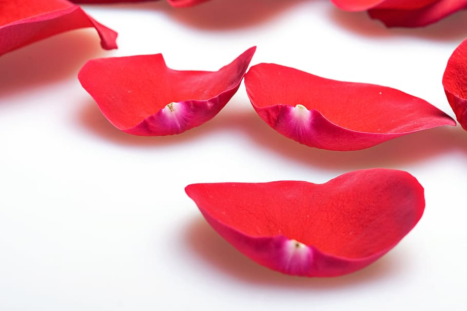 flower, fresh, gift, isolated, petals, photo, red, romance HD wallpaper
