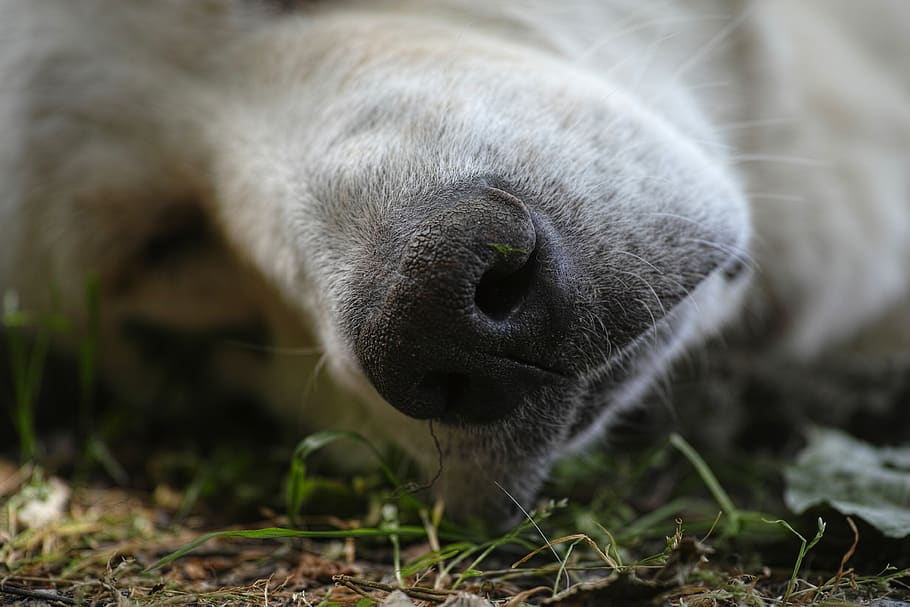 Close-up Photography of Short-coated White Dog Sleeping on Green Grass