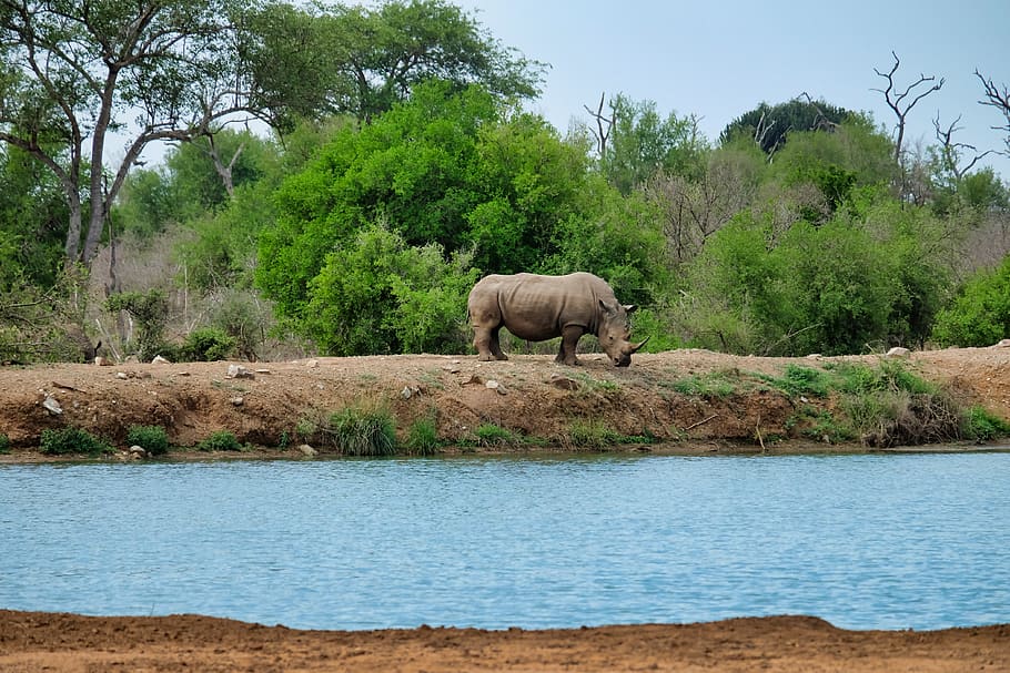 rhino standing near body of water, elephant, wildlife, mammal