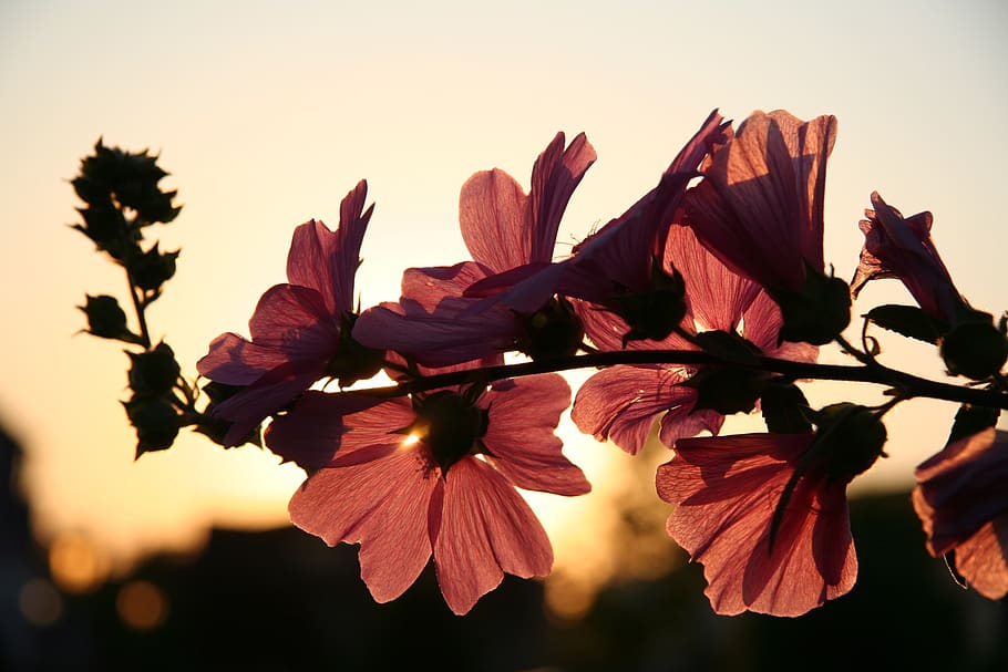 Photo of Brown Petaled Flower during Daytime, bloom, blossom HD wallpaper