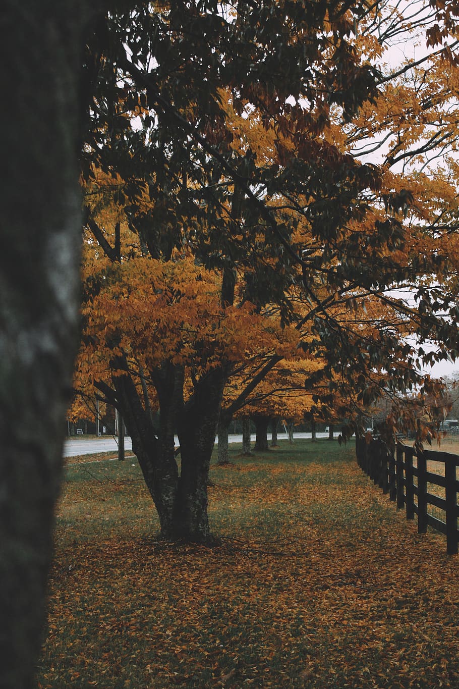brown-leafed tree, plant, tree trunk, maple, human, person, outdoors HD wallpaper