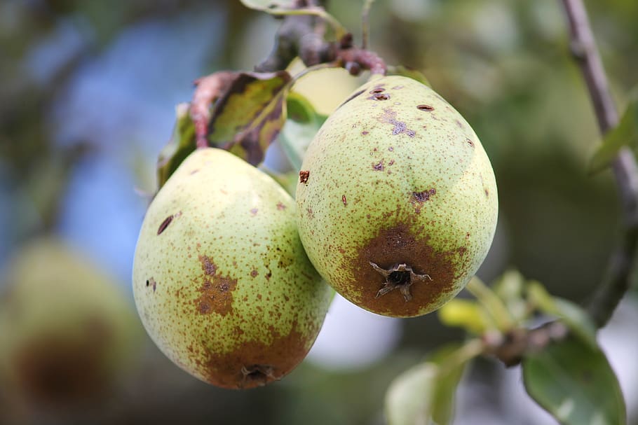 pear, fruit, pyrus, depend, mature, green, healthy, eat, fresh HD wallpaper