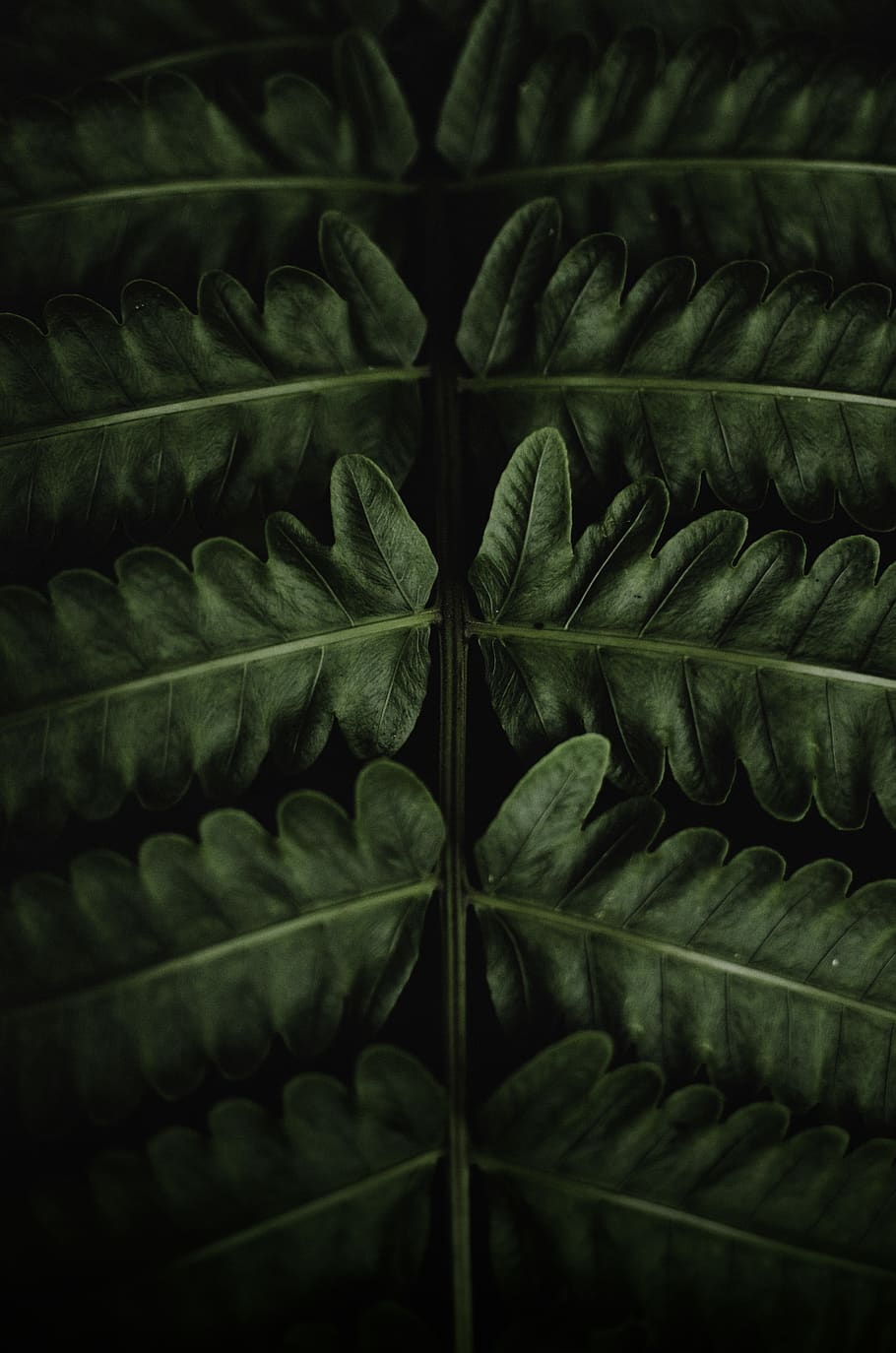 green leafed plant, plant part, backgrounds, full frame, close-up HD wallpaper