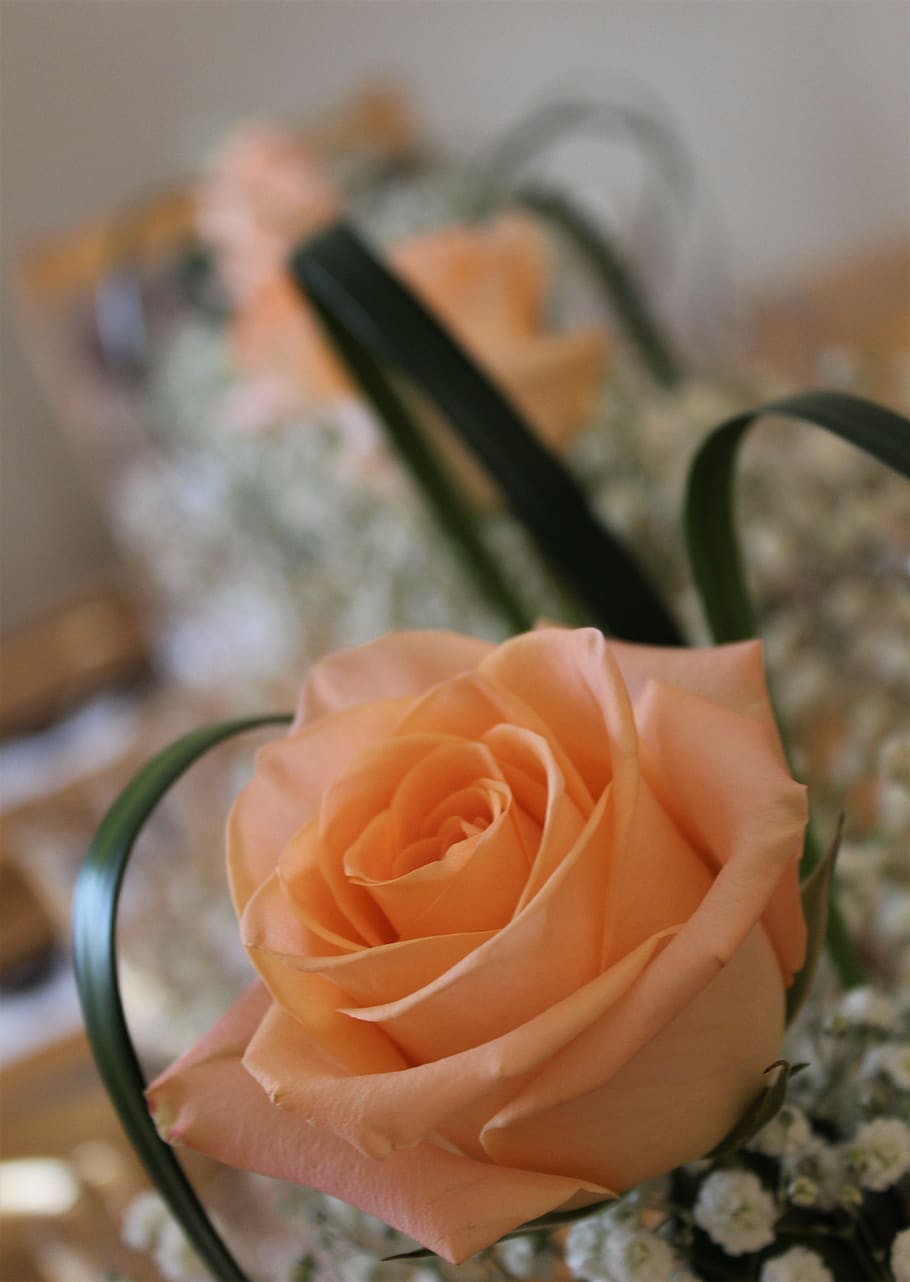HD wallpaper: rose, occasion, celebration, flowers, gift, love ...