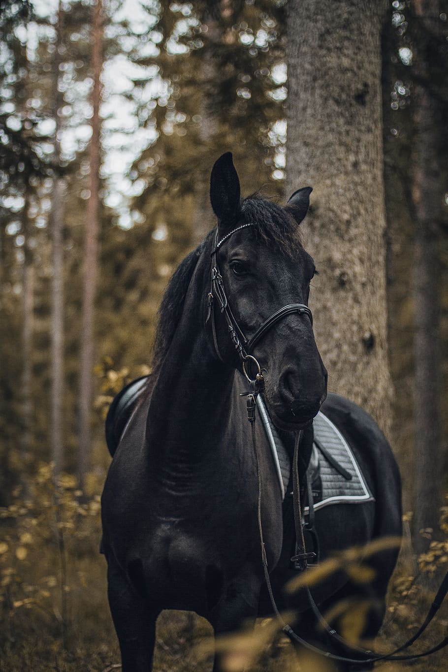 HD wallpaper: horse, forest, moody, love, dark, wood, black, lightroom