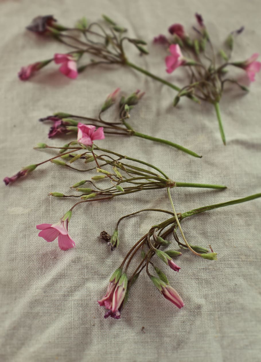 freshness, plant, flower, close-up, pink color, no people, beauty in nature HD wallpaper