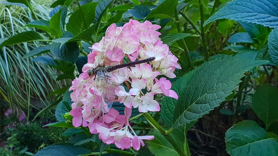 hydrangea, pink, dragonfly, flora, fauna, leaf, garden, nature HD wallpaper