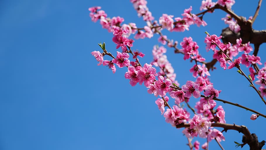 peach blossom, spring, flowers, flowering, pink, in full bloom, HD wallpaper