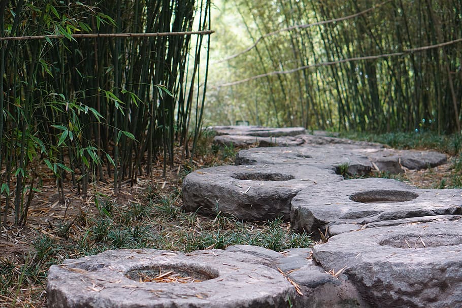 china, xi'an, plant, land, nature, no people, tree, forest HD wallpaper