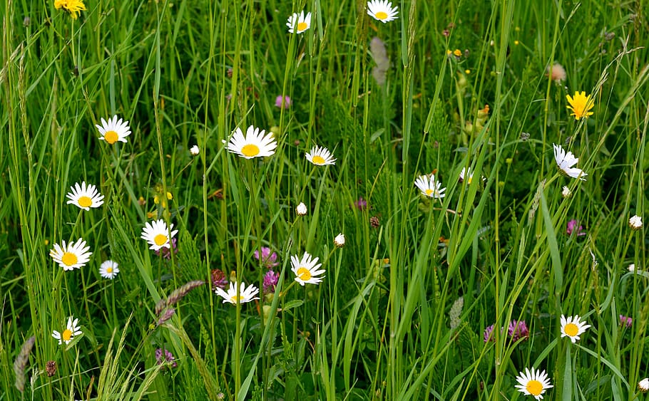 spring, meadow, flowers, blossom, bloom, wild flowers, flowering plant HD wallpaper