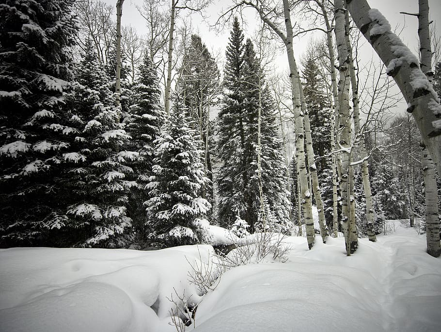 winter, forest, cold, snow, trees, logs, woods, landscape, scenic HD wallpaper
