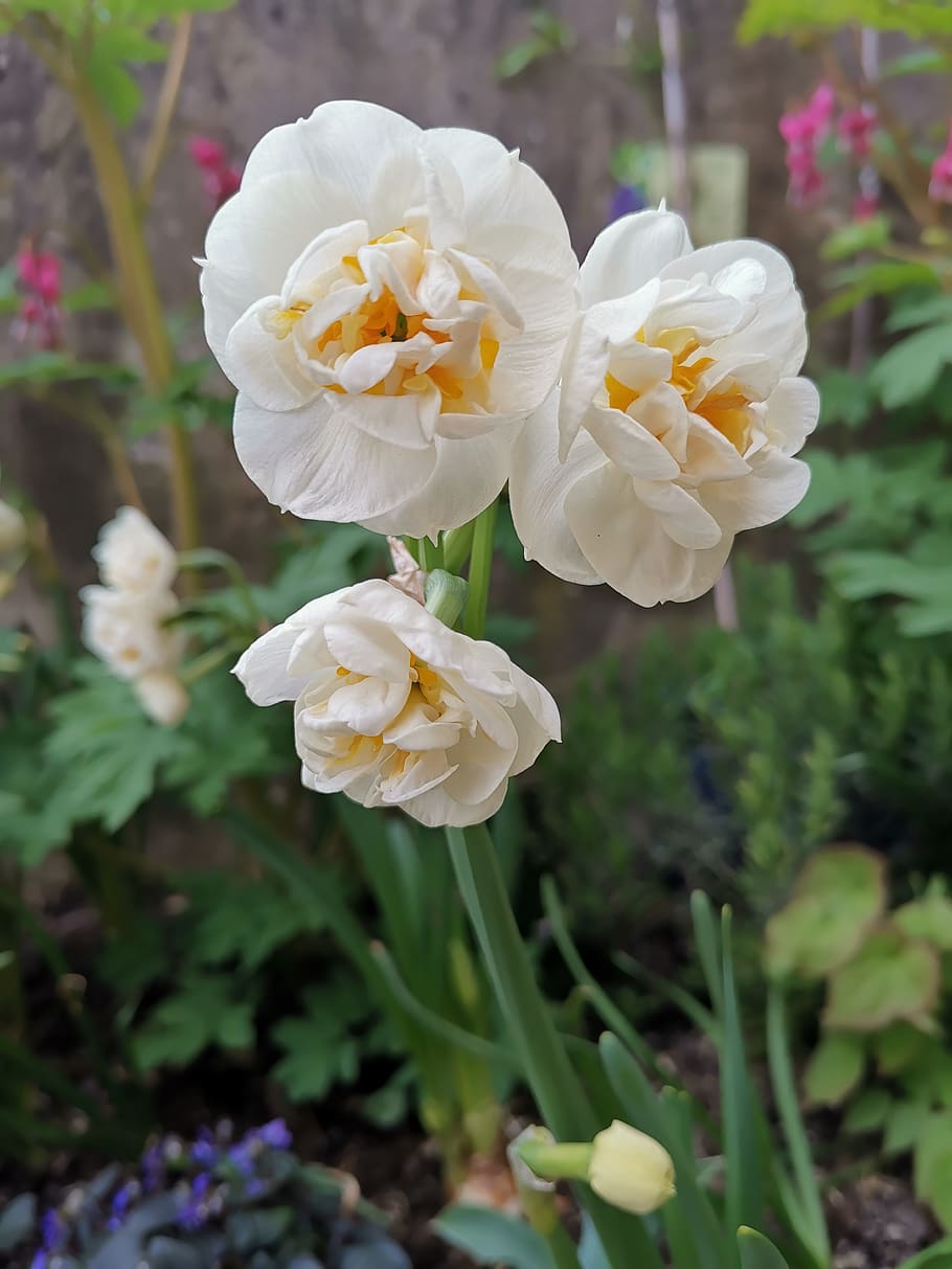 flowers, spring, daffodil, nature, garden, easter, flowering plant HD wallpaper