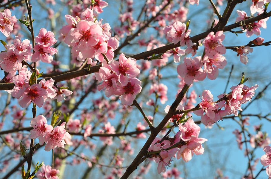 spring, bloom, flowers, nature, summer, flora, petals, floral HD wallpaper