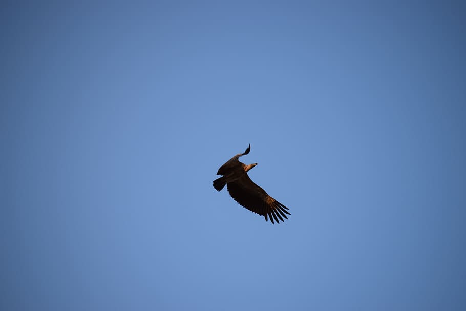 india, orachha, vulture, sky, one animal, flying, animal wildlife